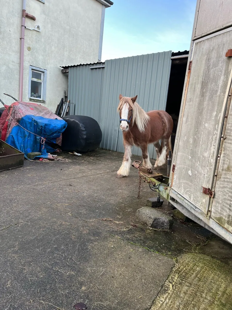 4 Year Old Filly - Image 3