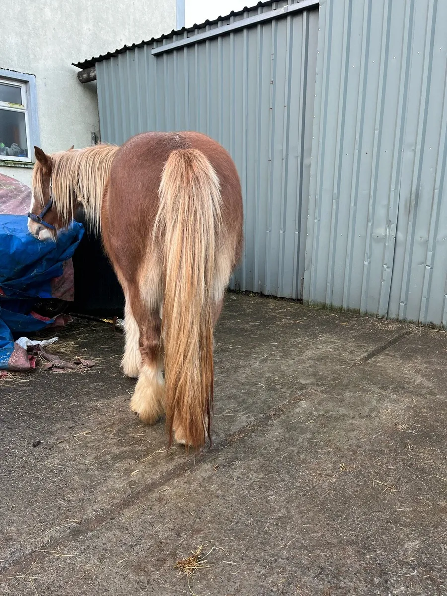 4 Year Old Filly - Image 4