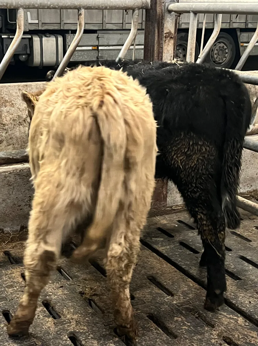 Cheap Charolais Heifer @ €990 - Image 4