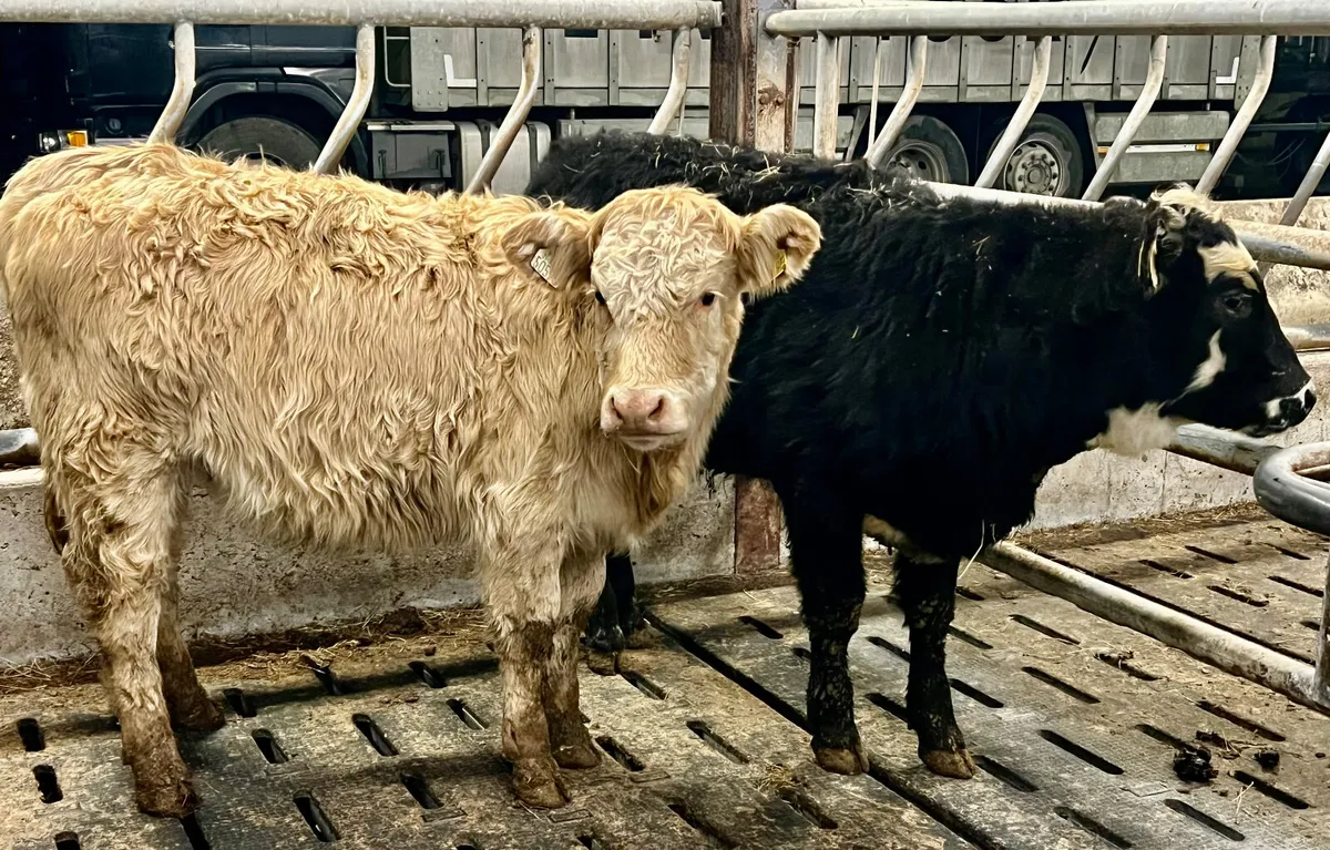 Cheap Charolais Heifer @ €990 - Image 2