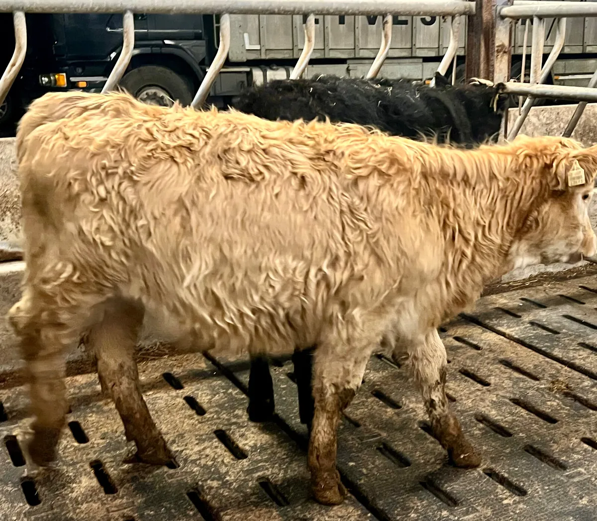 Cheap Charolais Heifer @ €990 - Image 3