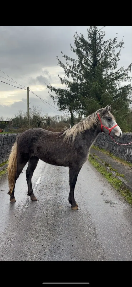 Connemara Filly - Image 1
