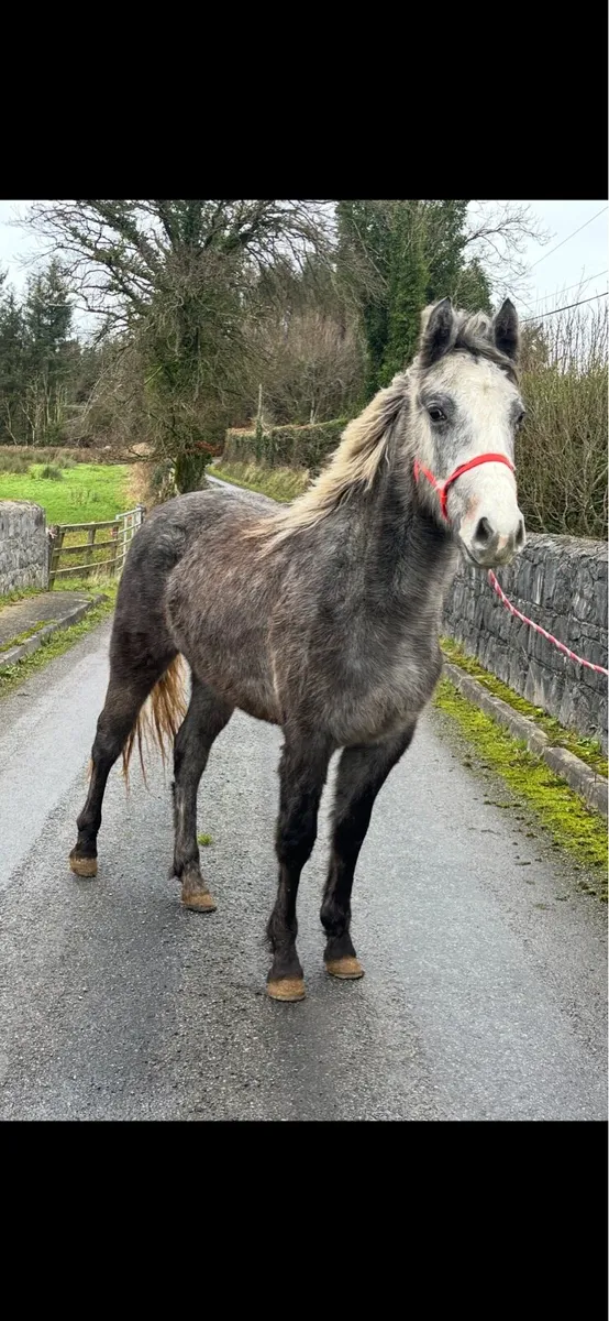 Connemara Filly - Image 2