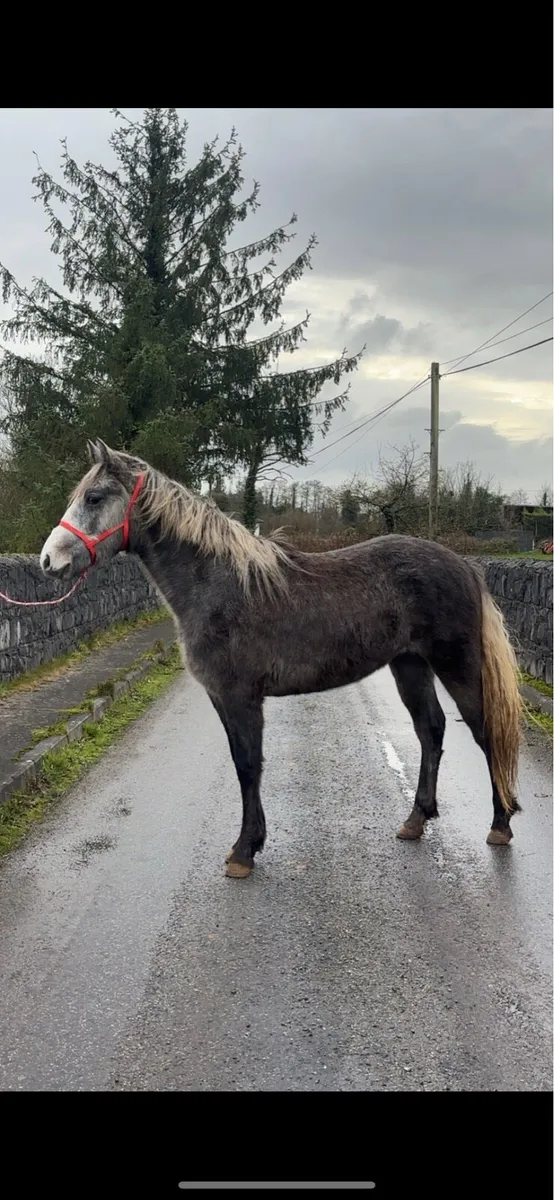 Connemara Filly - Image 3