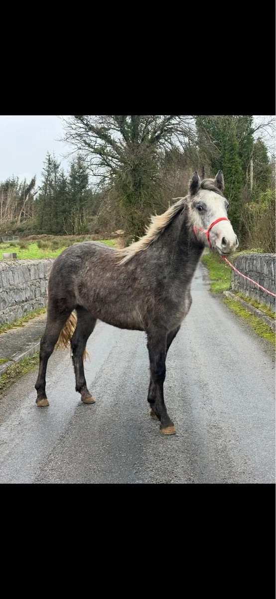 Connemara Filly - Image 4