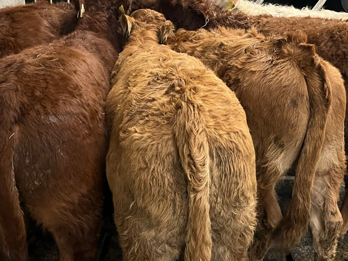 300kg Super Continental Heifers - Image 1