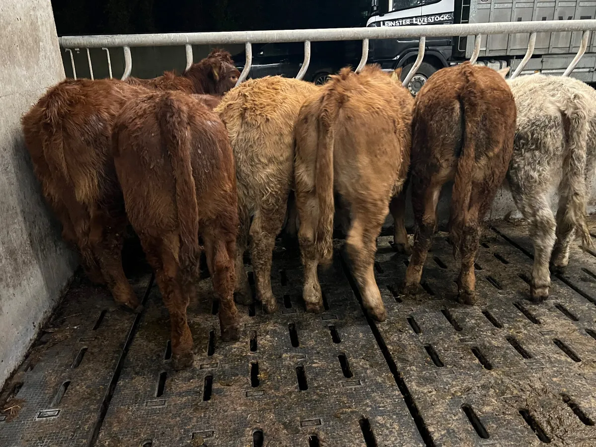 300kg Super Continental Heifers - Image 3