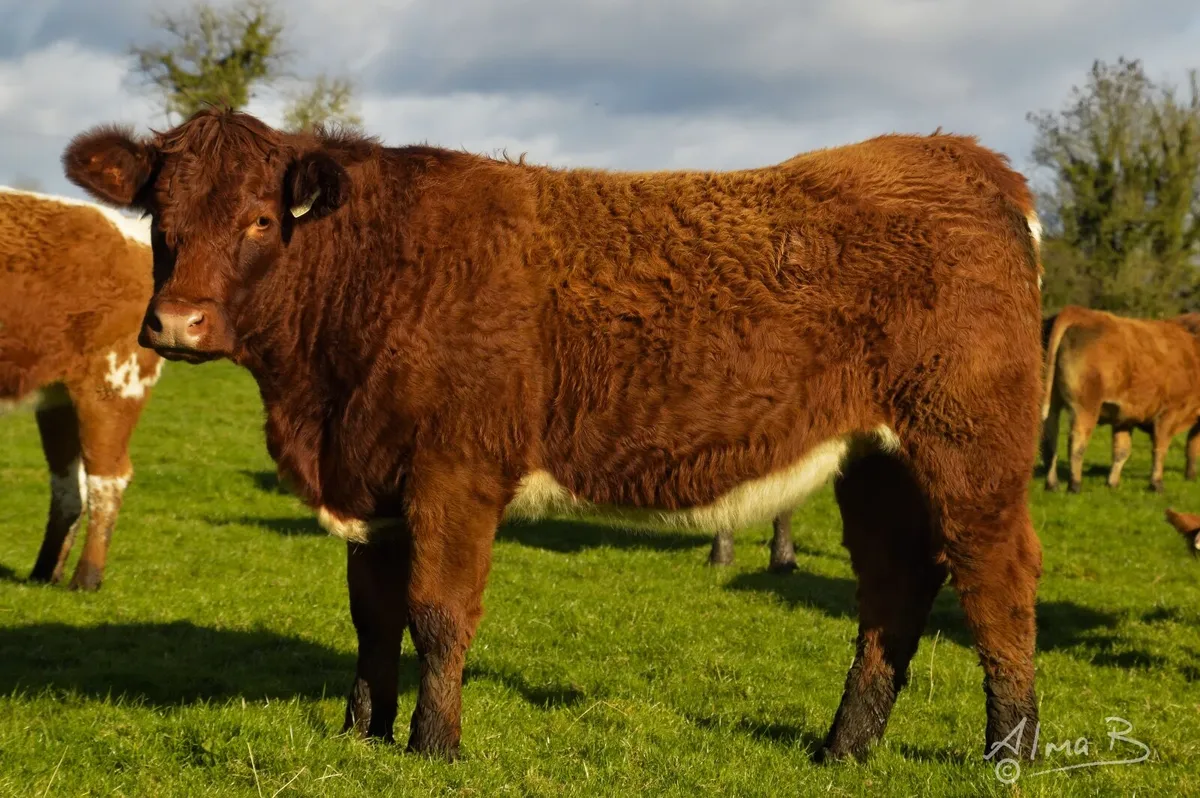 Sean Brennan's in-calf heifers, sale 3rd Feb 2026 - Image 2