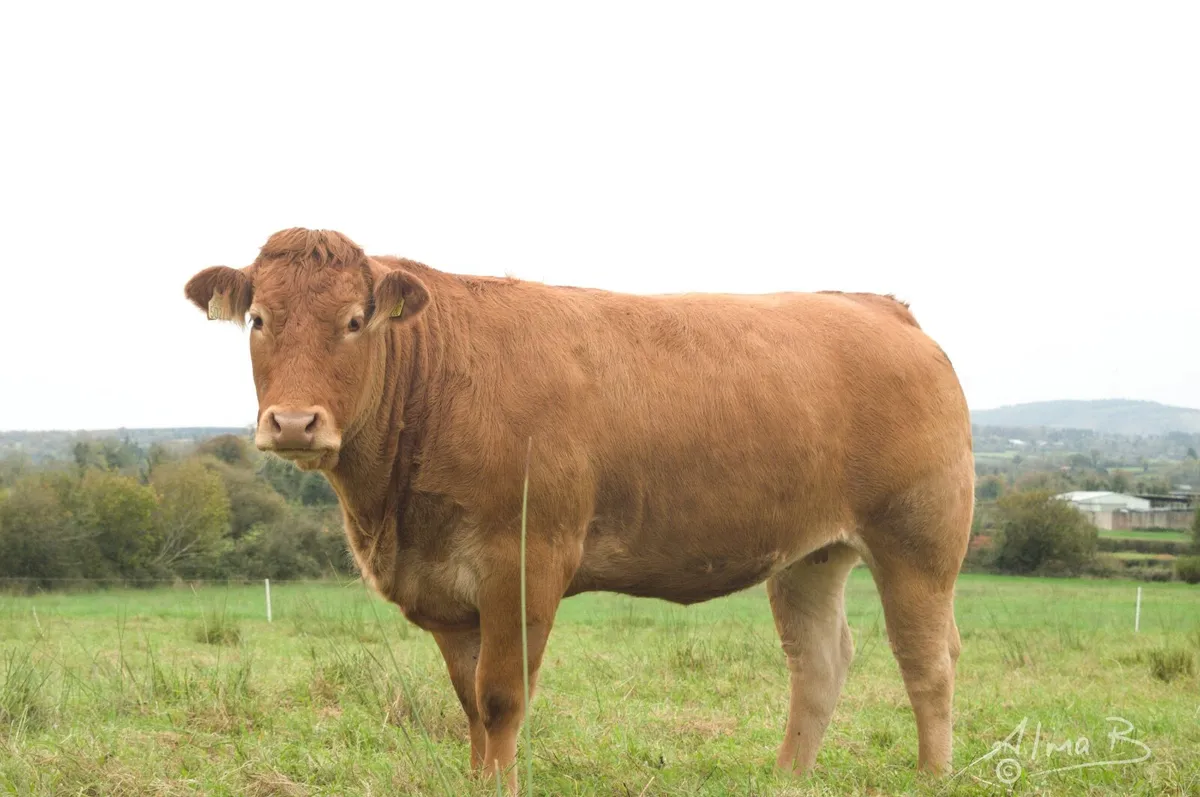 Sean Brennan's in-calf heifers, sale 3rd Feb 2026 - Image 3