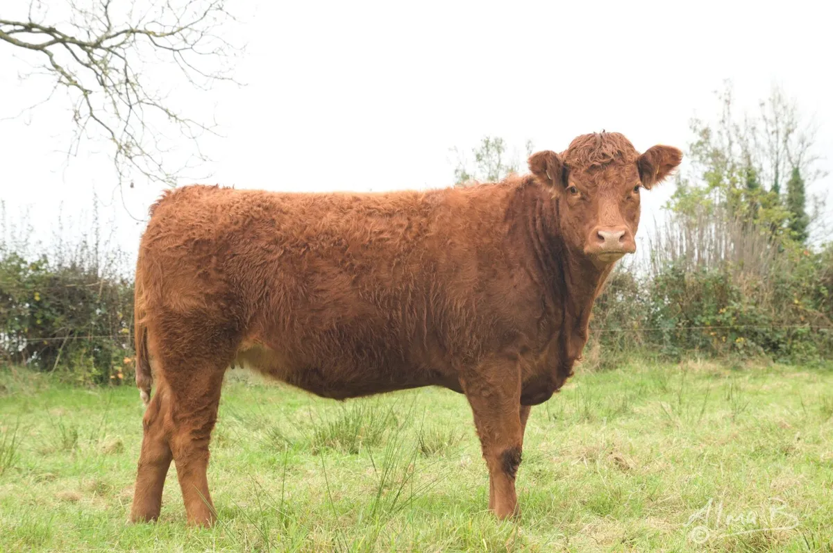 Sean Brennan's in-calf heifers, sale 3rd Feb 2026 - Image 4