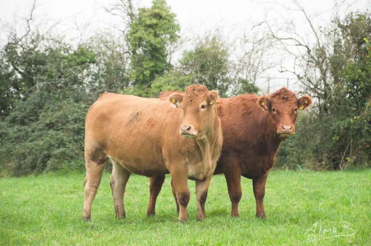 Sean Brennan's in-calf heifers, sale 3rd Feb 2026 - Image 1