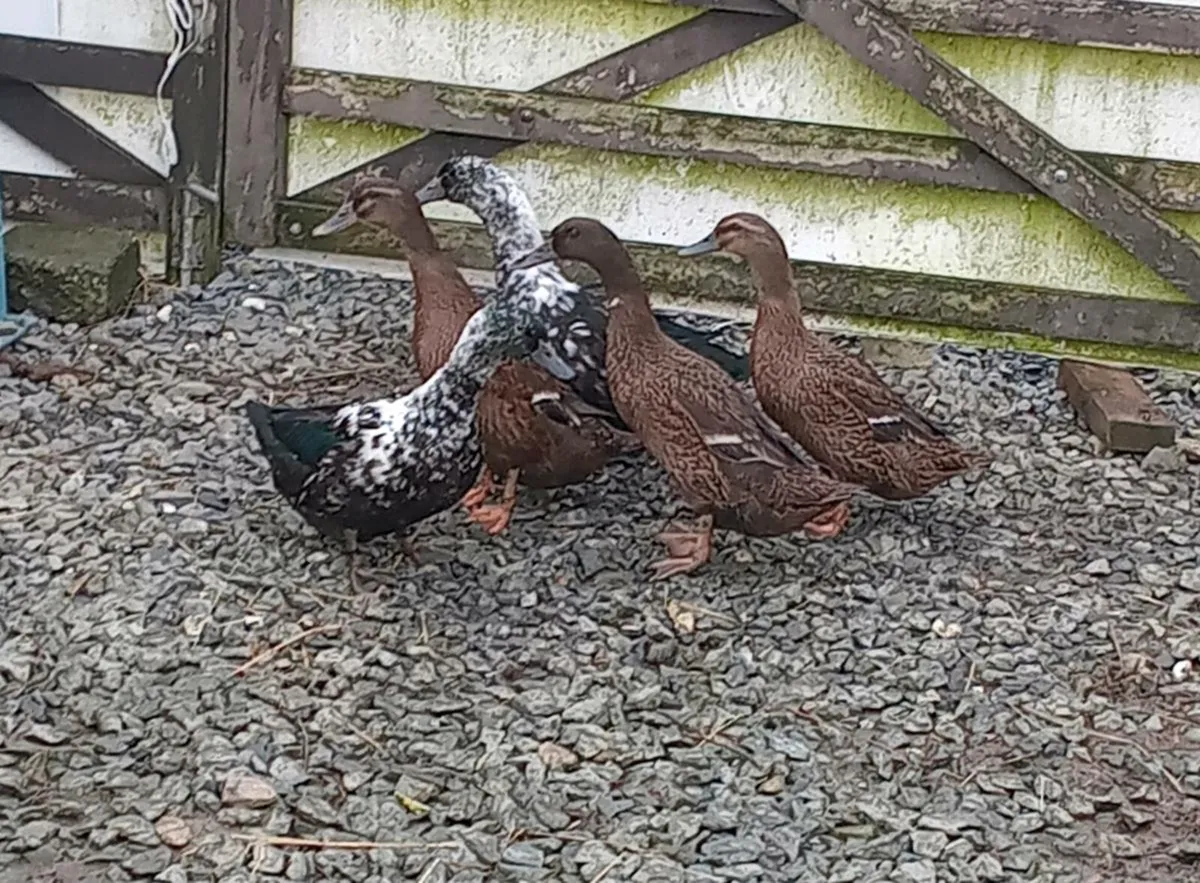 Female ducks - Image 2