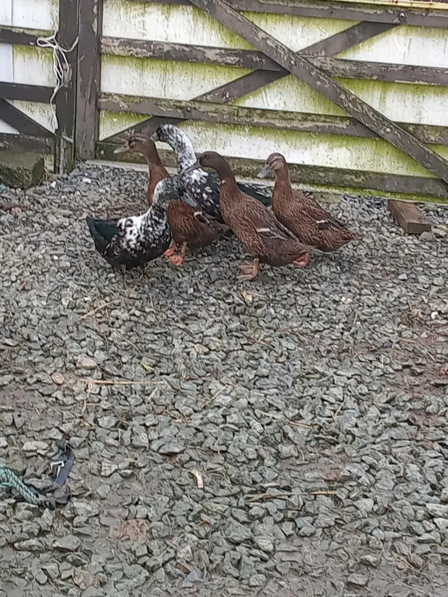 Female ducks - Image 3
