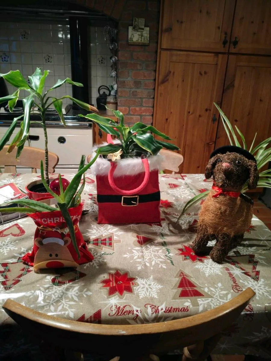 Christmas indoor plants, last few remaining from € - Image 1