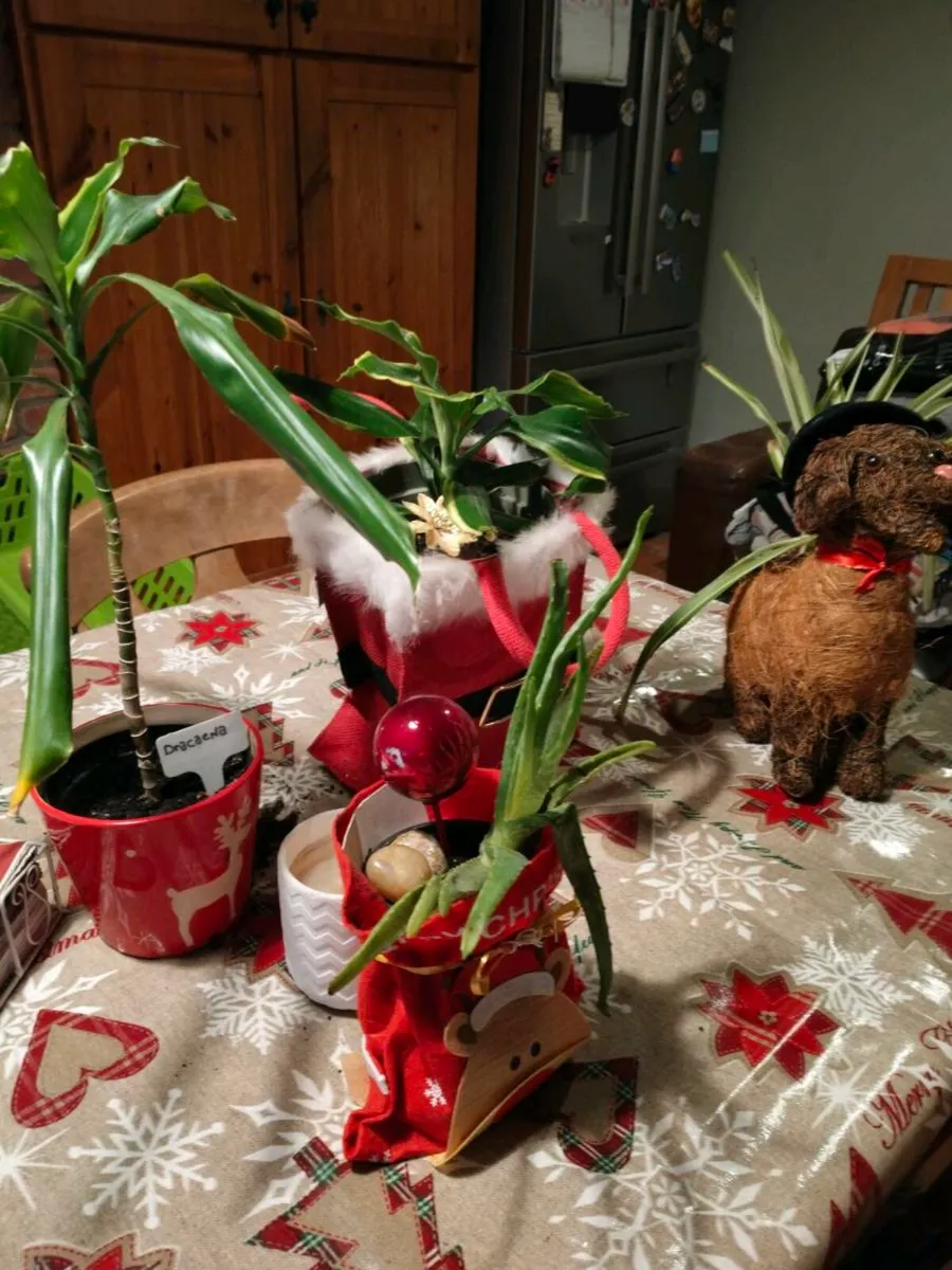 Christmas indoor plants, last few remaining from € - Image 2