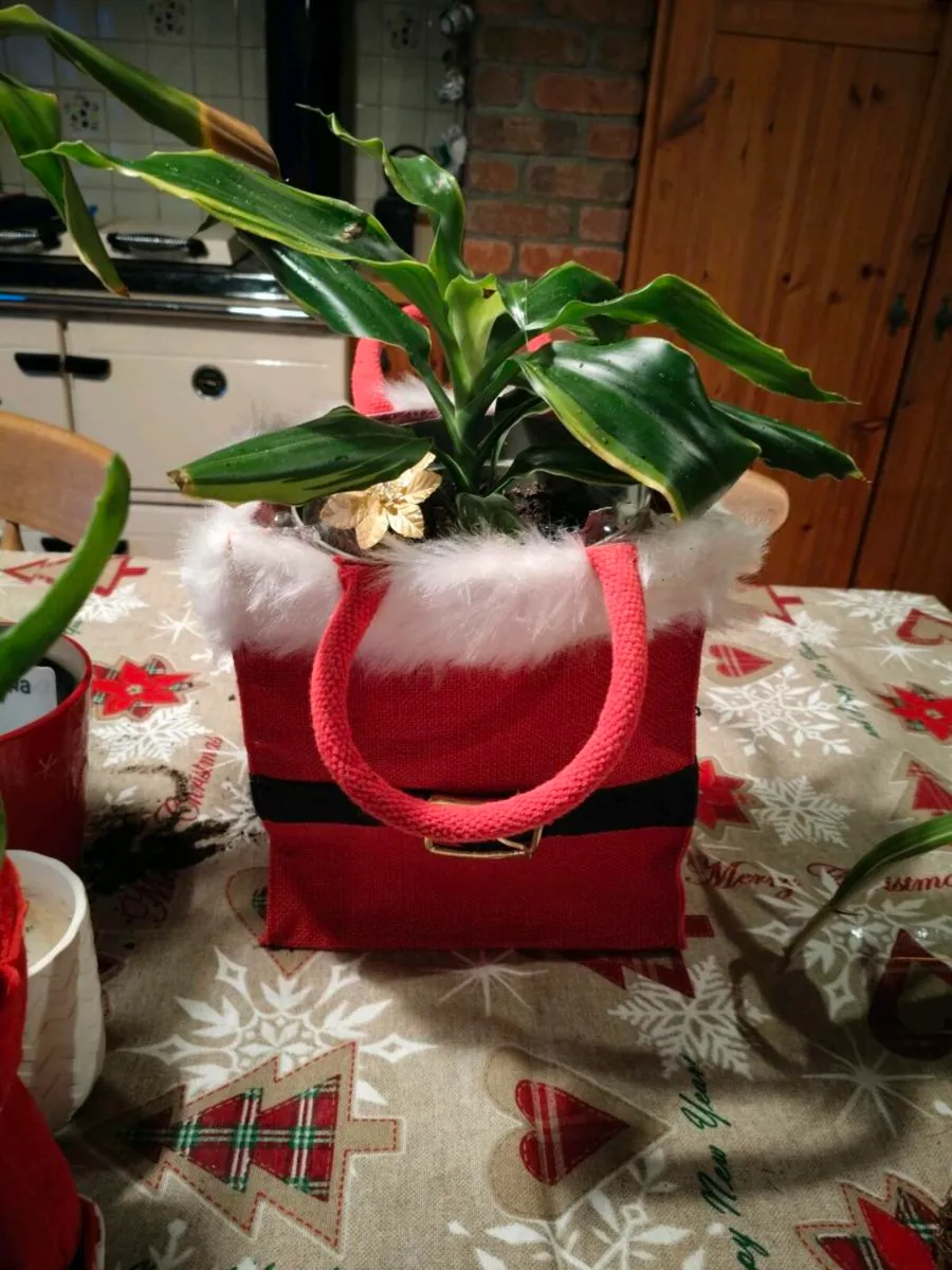 Christmas indoor plants, last few remaining from € - Image 3