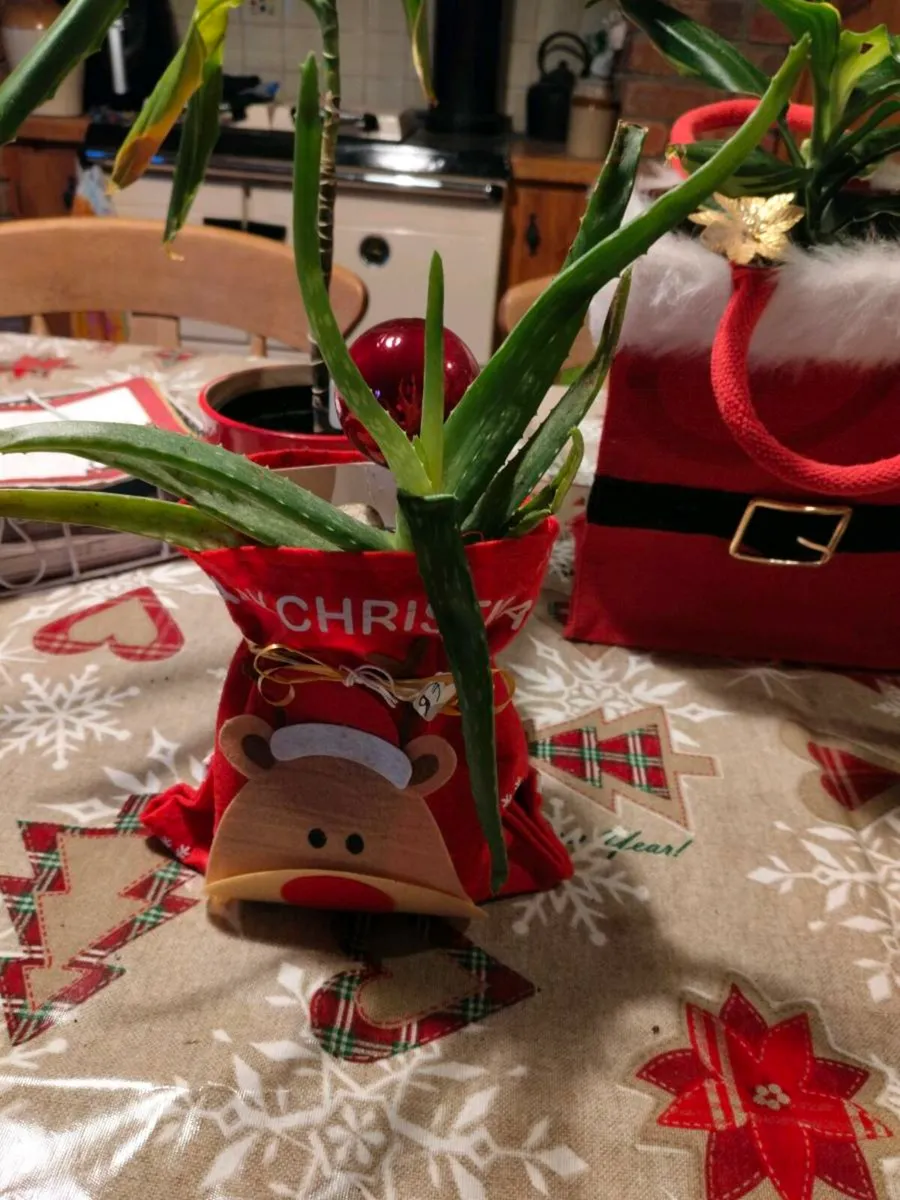 Christmas indoor plants, last few remaining from € - Image 4