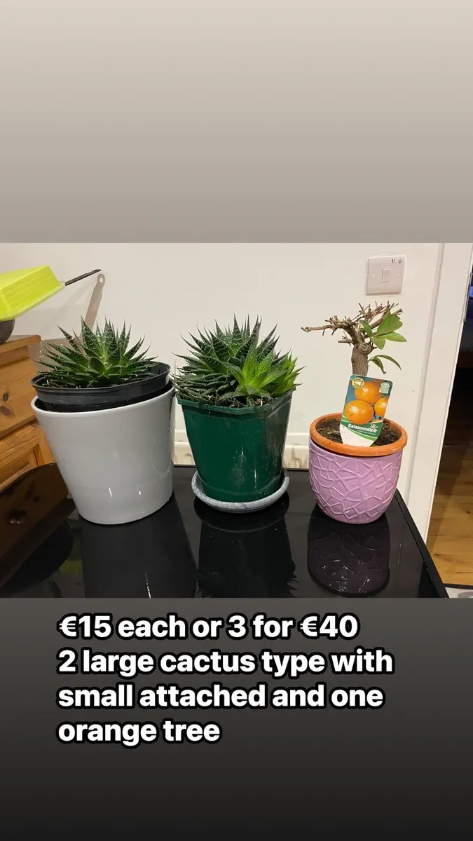 3 indoor house plants - Image 1