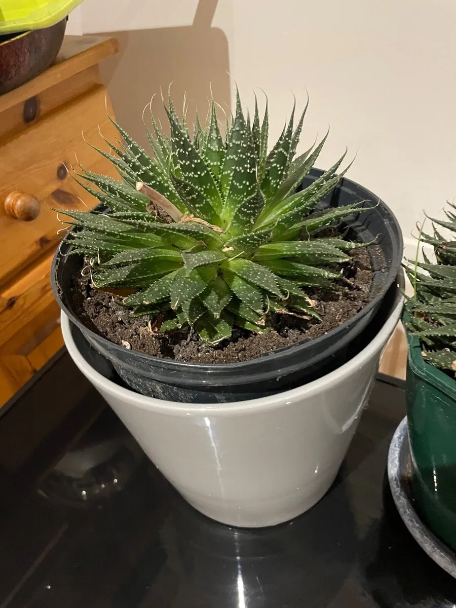 3 indoor house plants - Image 2