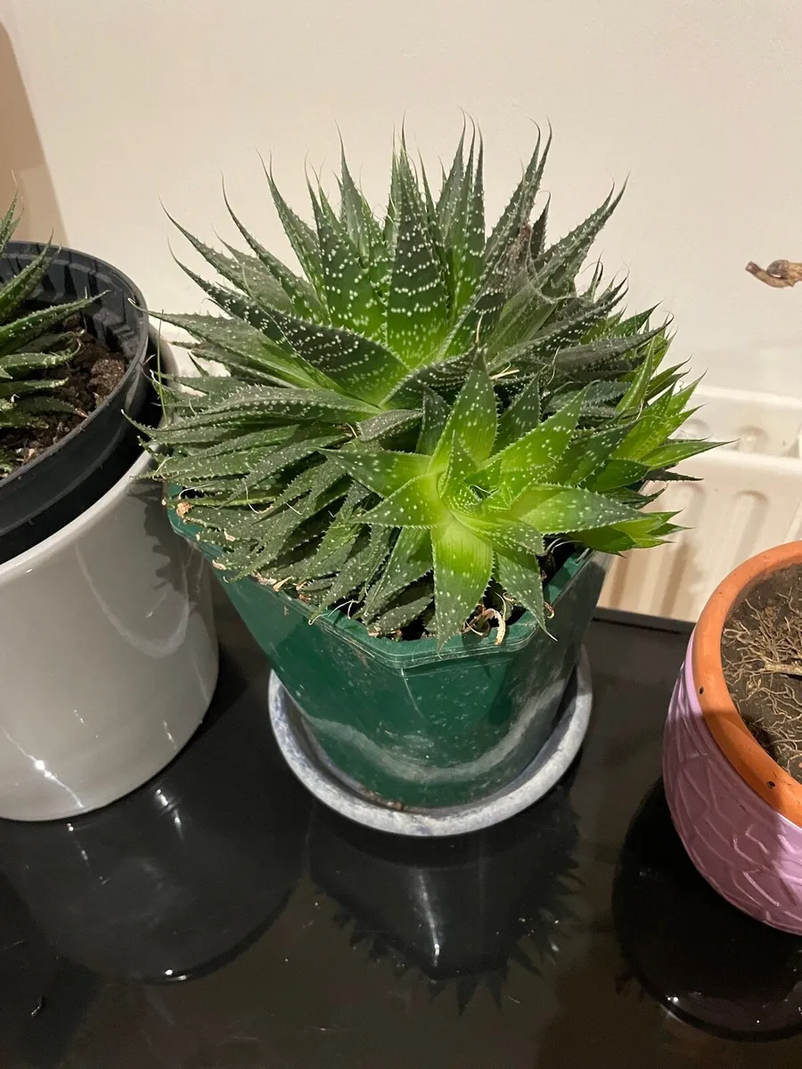 3 indoor house plants - Image 3