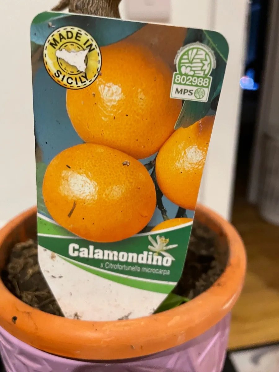 3 indoor house plants - Image 4