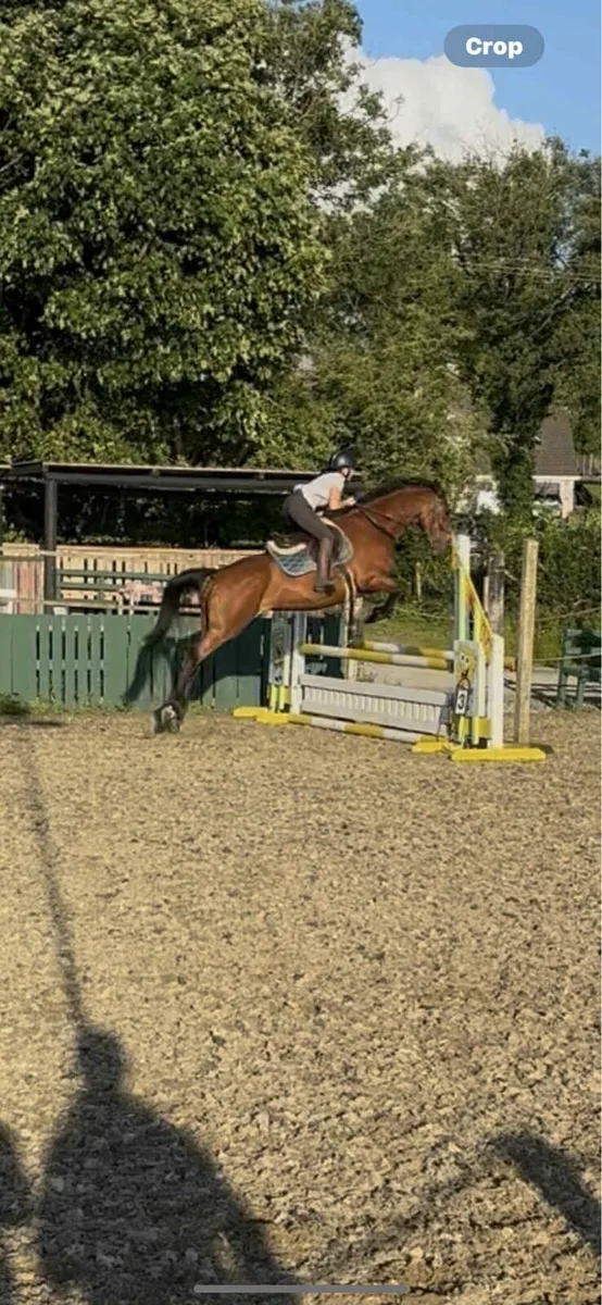 16hh mare - Image 1