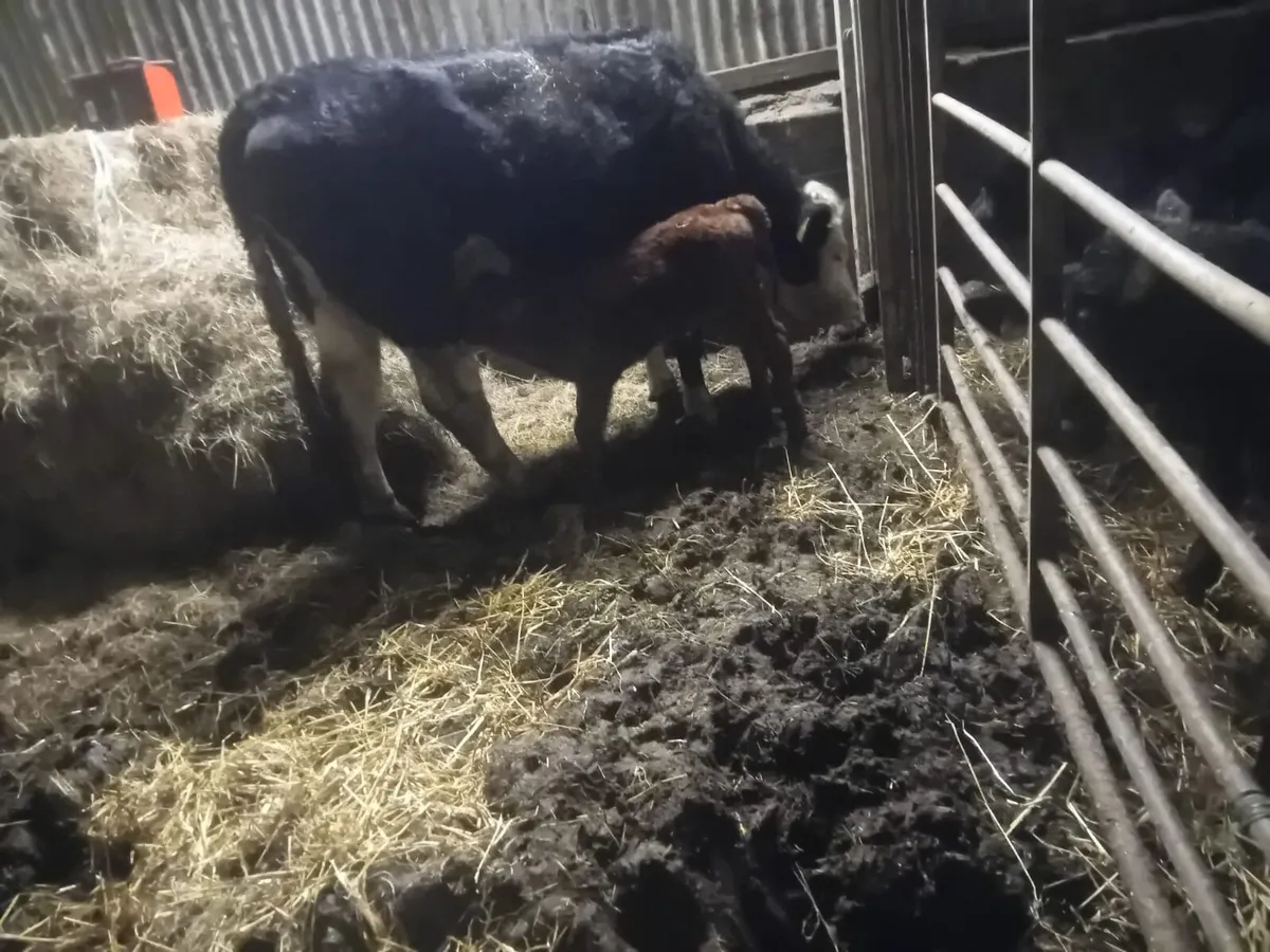 First calver suckler - Image 1