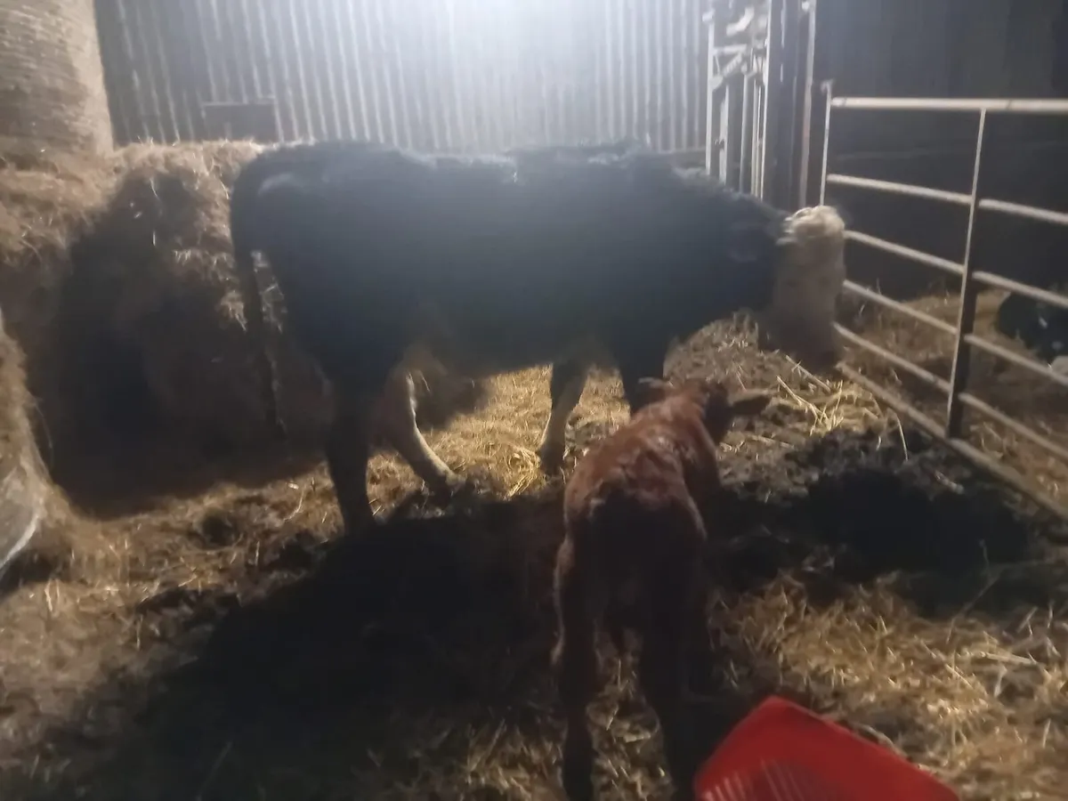 First calver suckler - Image 2