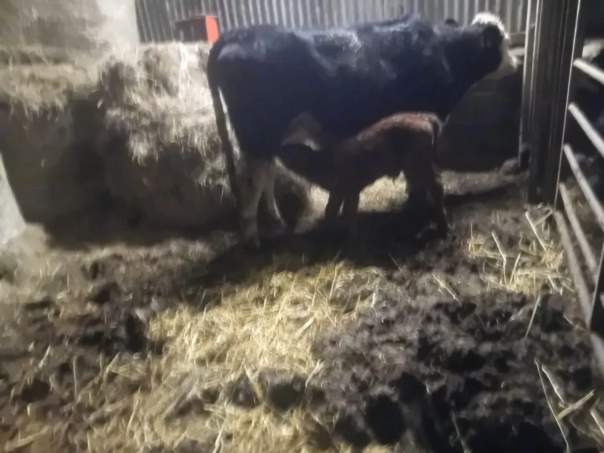 First calver suckler - Image 3