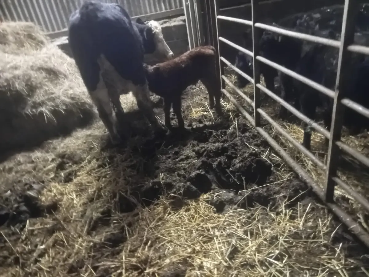 First calver suckler - Image 4