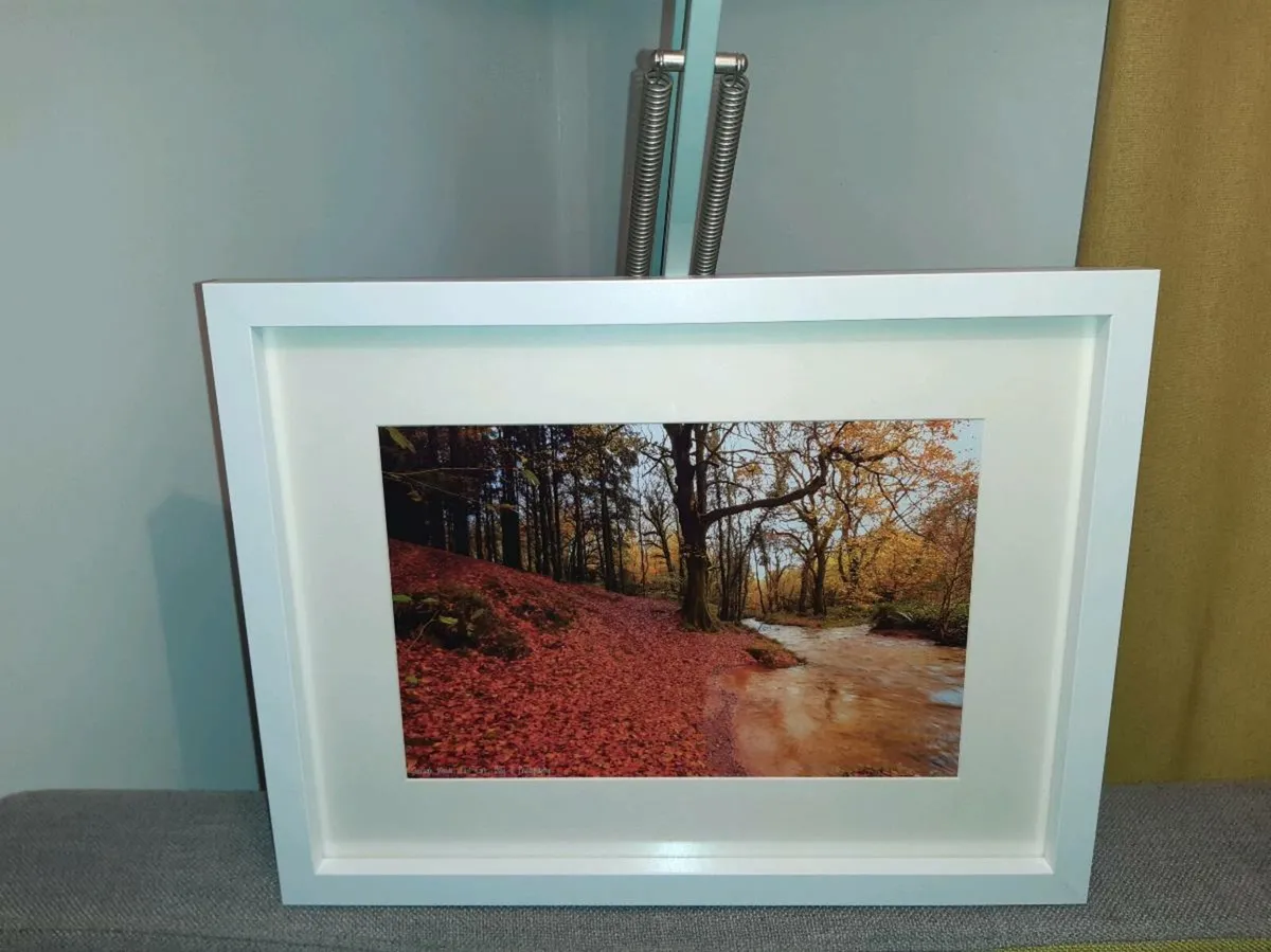 Curragh Woods, East Cork - Image 1
