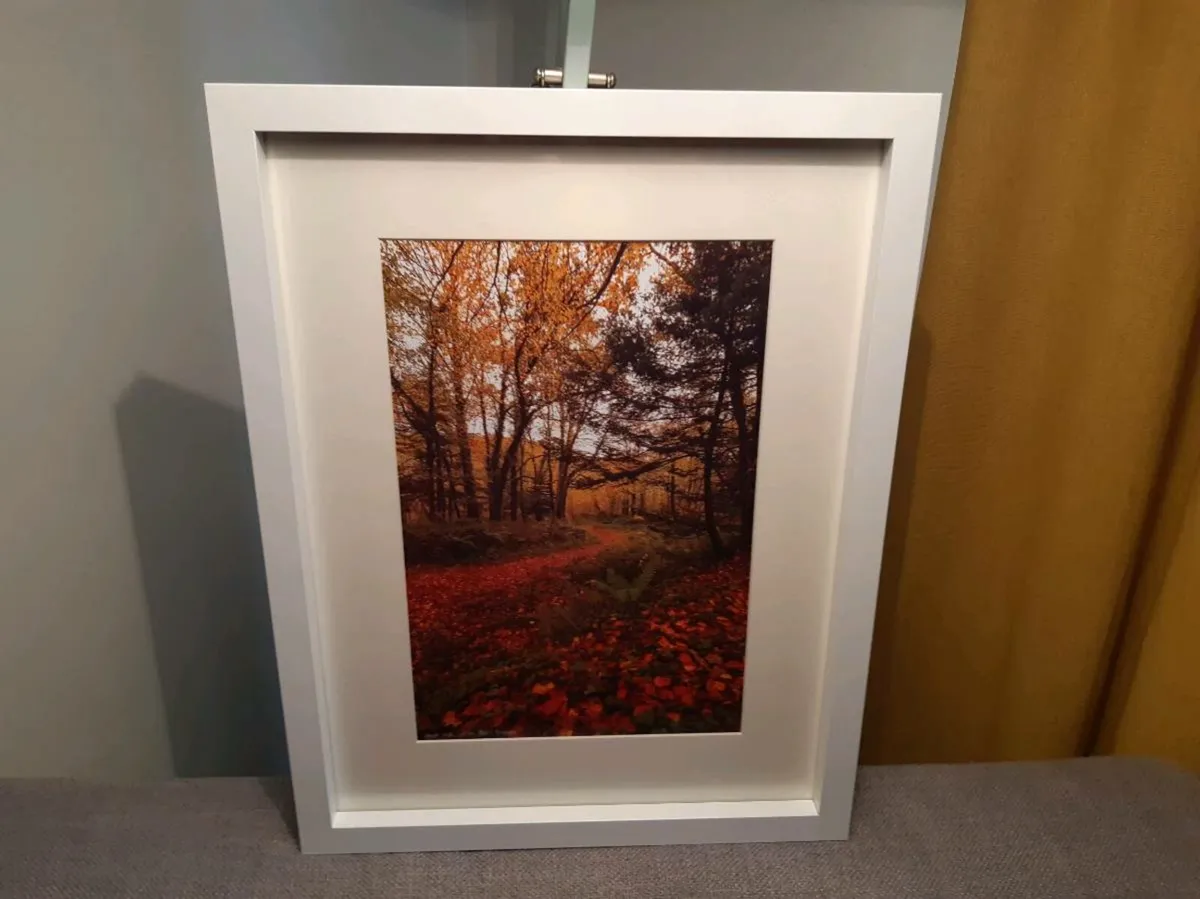 Curragh Woods, East Cork - Image 2