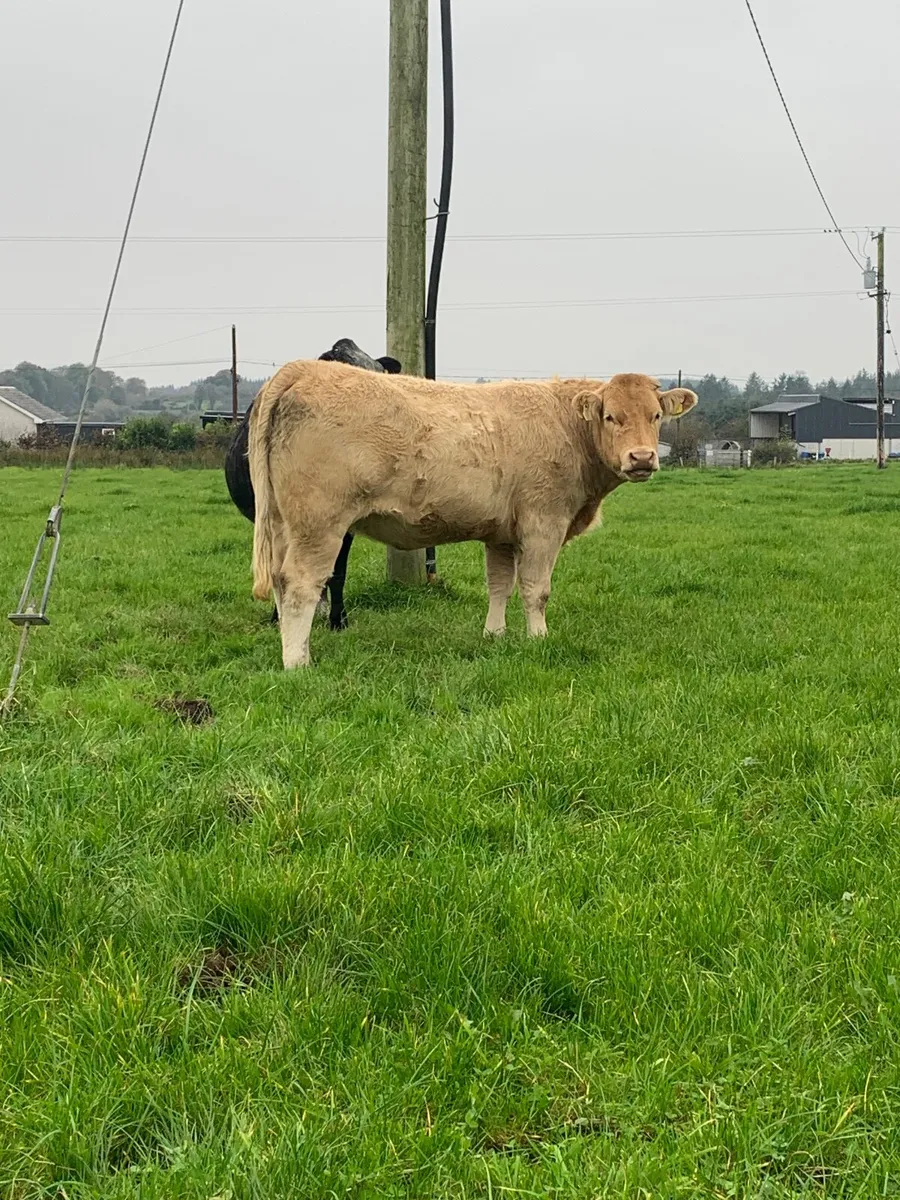 In calf springer heifers - Image 1