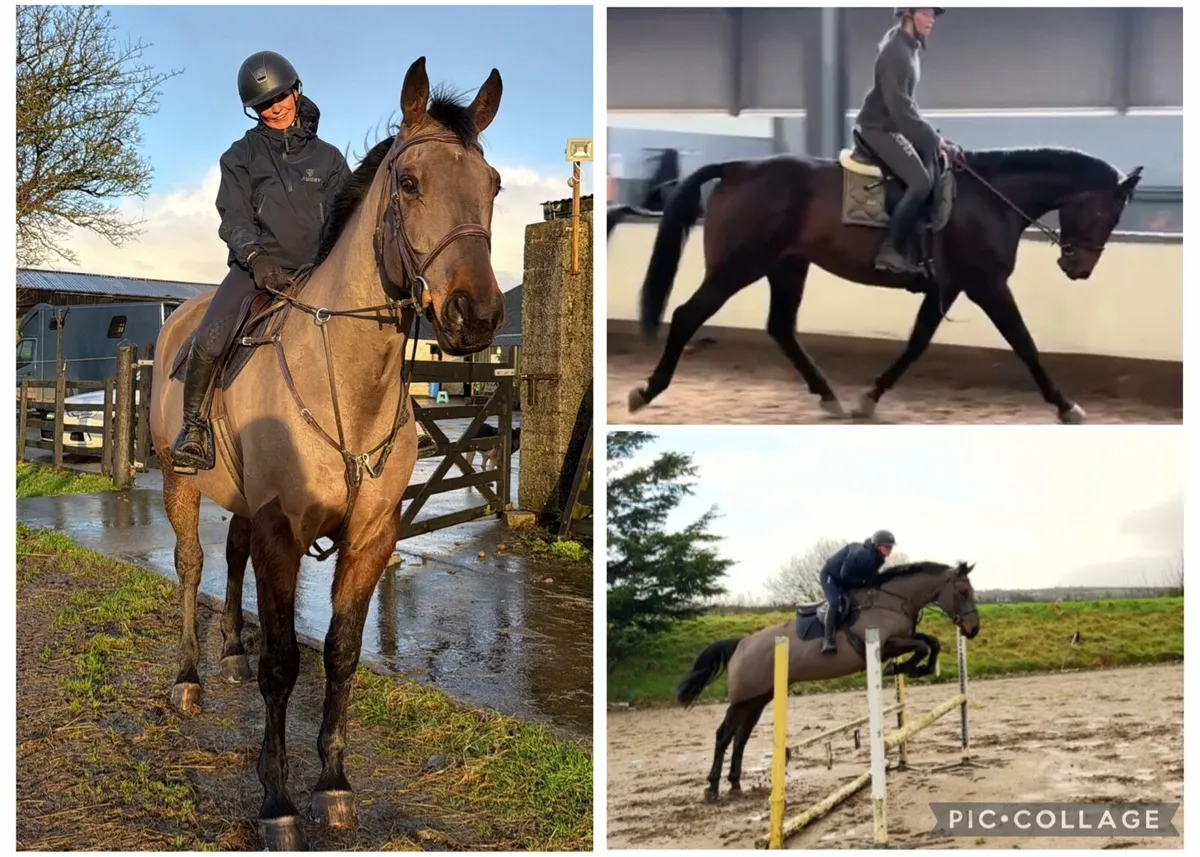 6 yr old ISH gelding by OBOS quality - Image 1