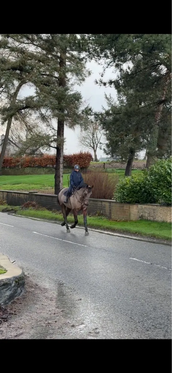 6 yr old ISH gelding by OBOS quality - Image 2