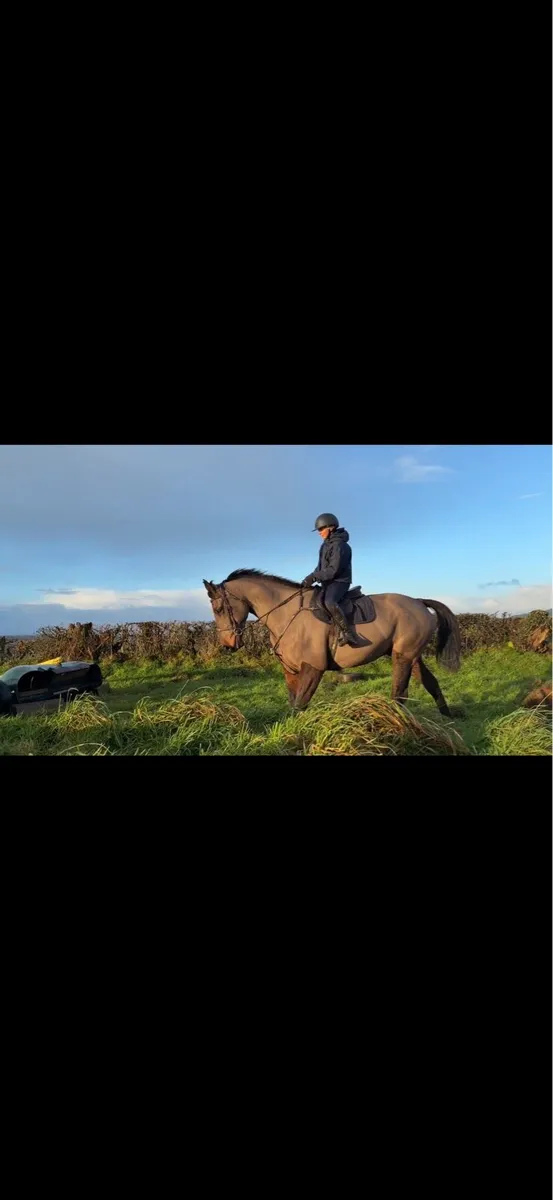 6 yr old ISH gelding by OBOS quality - Image 4