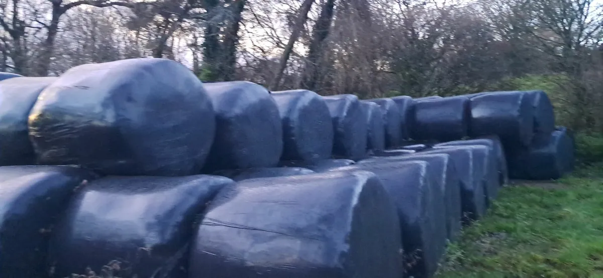 Bale silage - Image 4