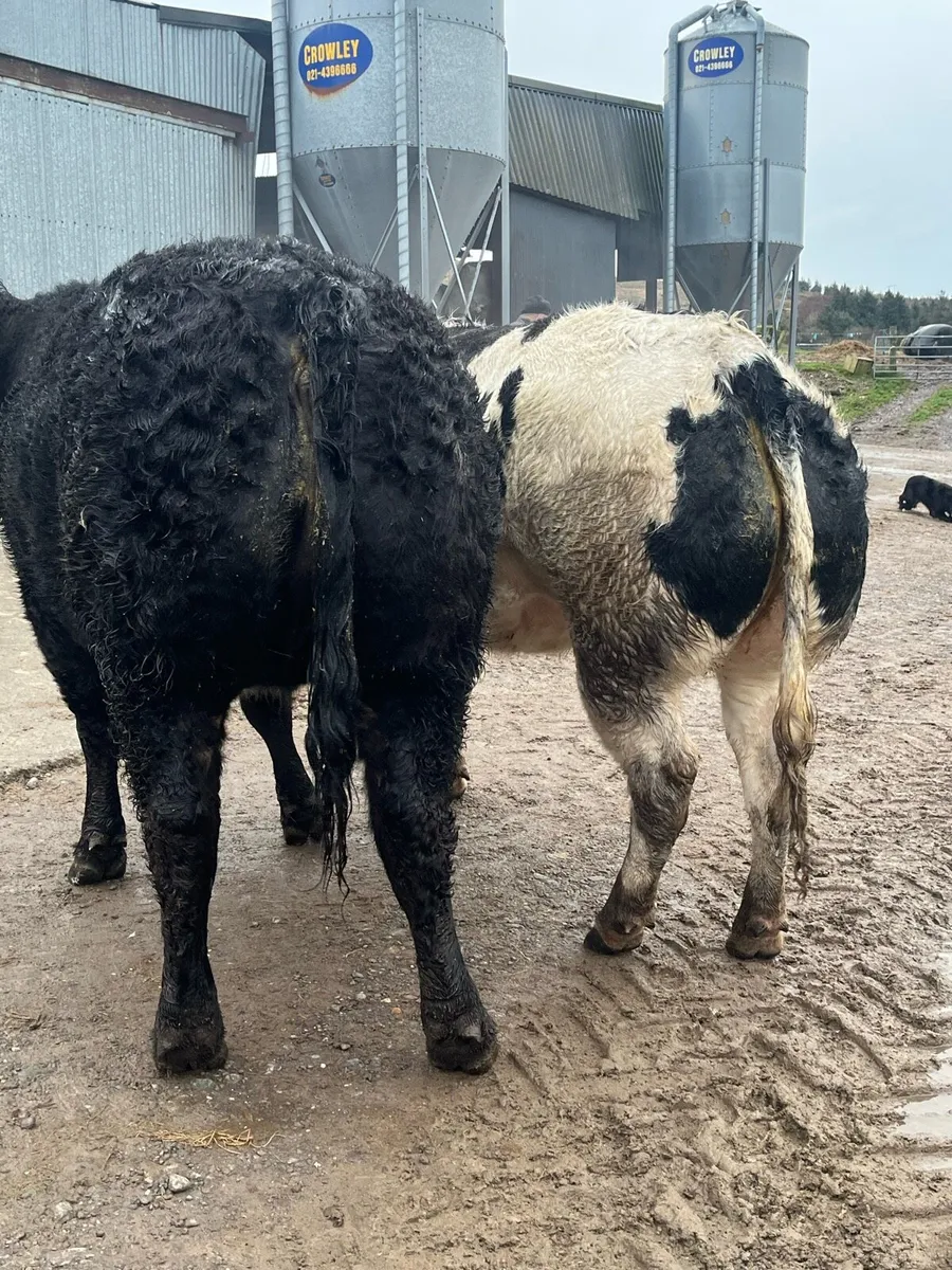 💥2 super BBX show / breeding heifers 💥 - Image 1