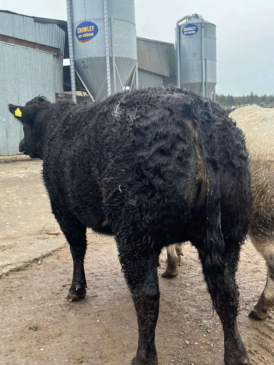 💥2 super BBX show / breeding heifers 💥 - Image 2