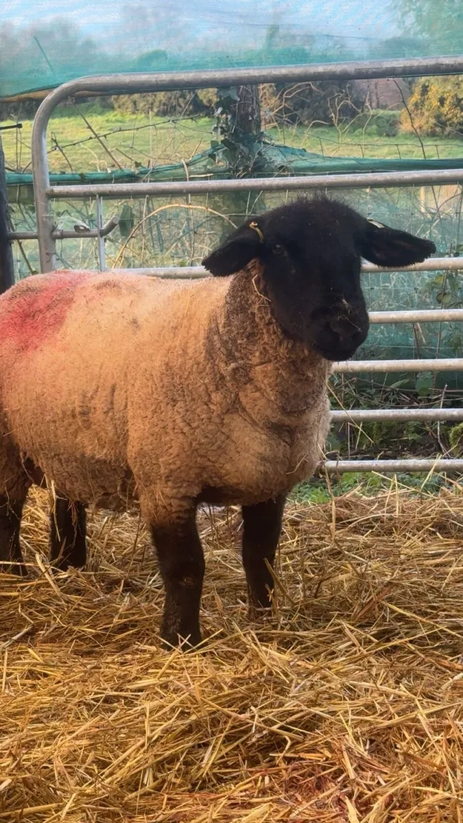 Foster PB Suffolk Hogg