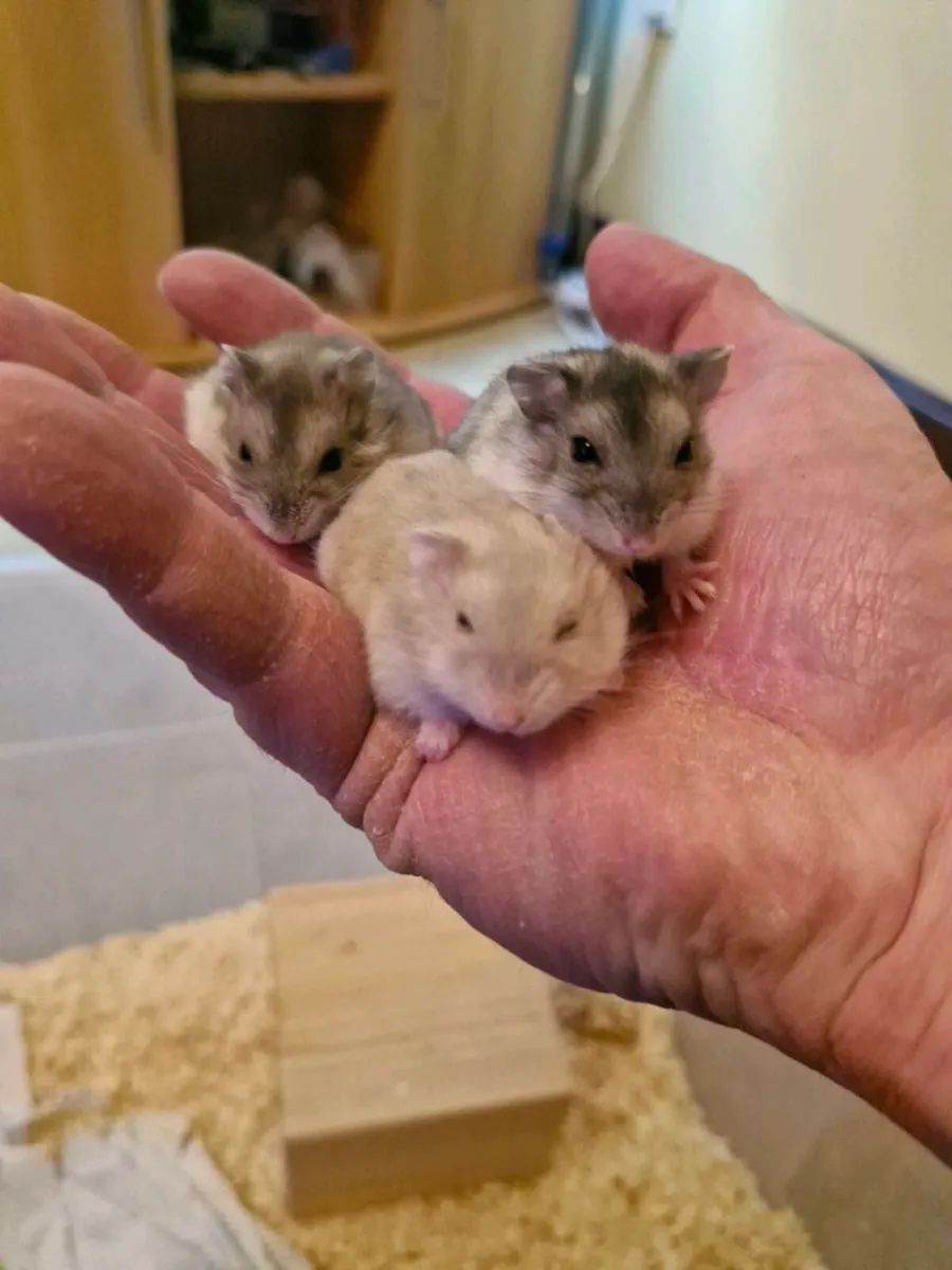 Dwarf hamsters only 1 left - Image 2