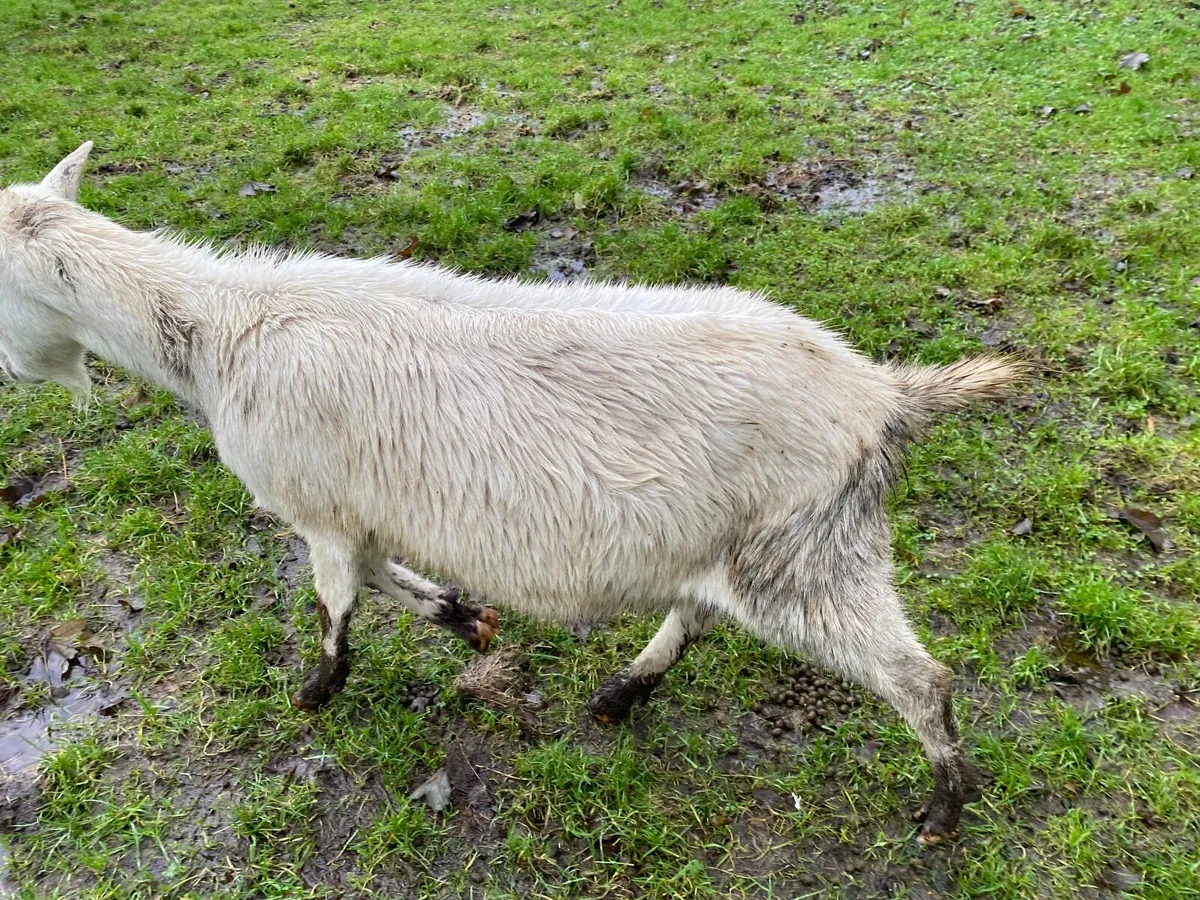 WHITE FEMALE NANNY GOAT - Image 3
