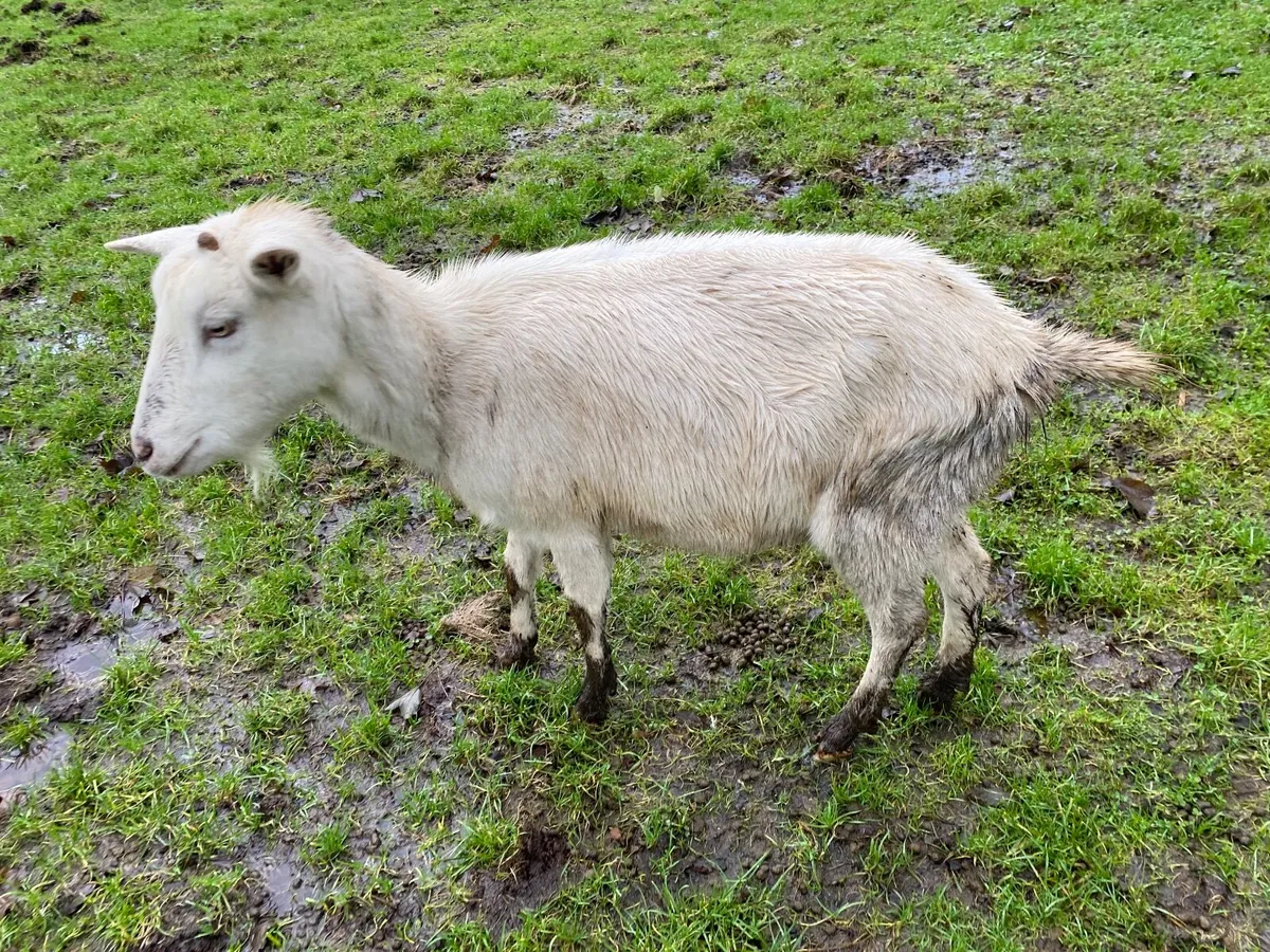 WHITE FEMALE NANNY GOAT - Image 4