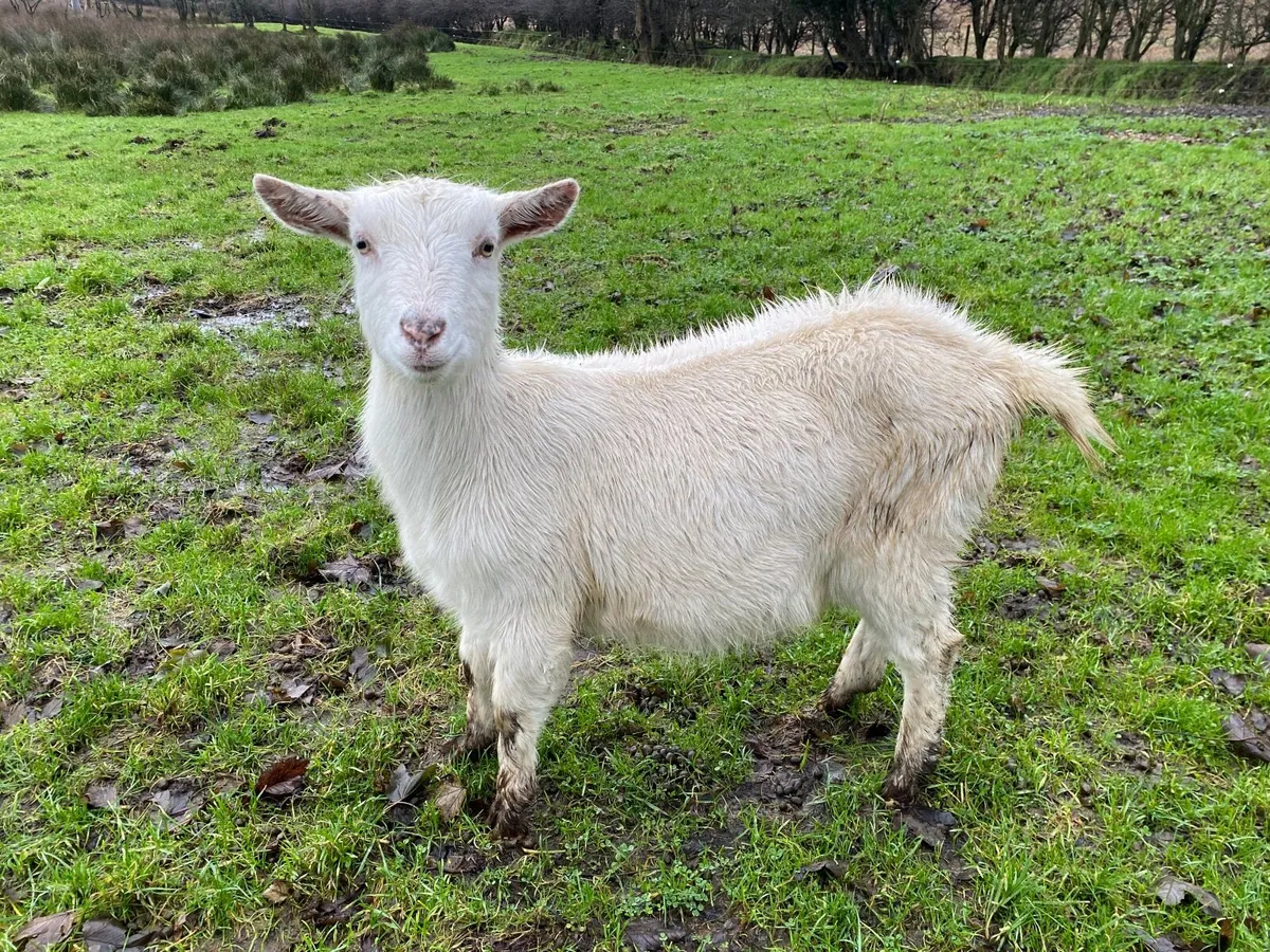 WHITE FEMALE NANNY GOAT - Image 1