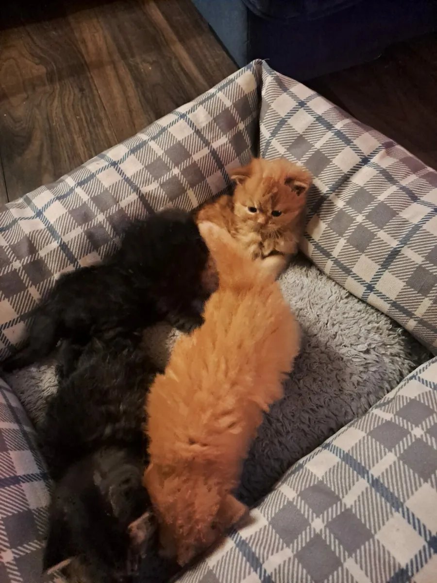 British longhair cross kittens - Image 2