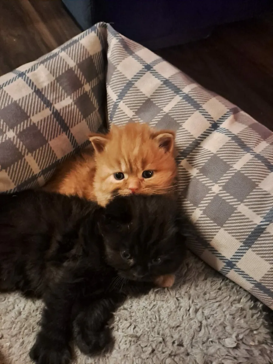 British longhair cross kittens - Image 3