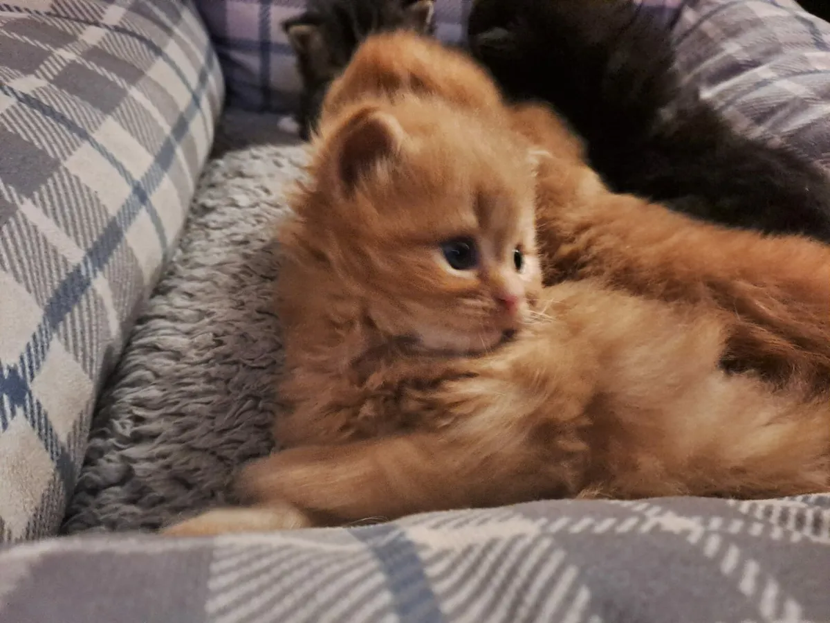 British longhair cross kittens - Image 4