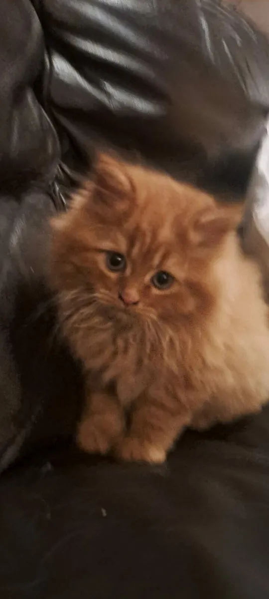 British longhair cross kittens - Image 1