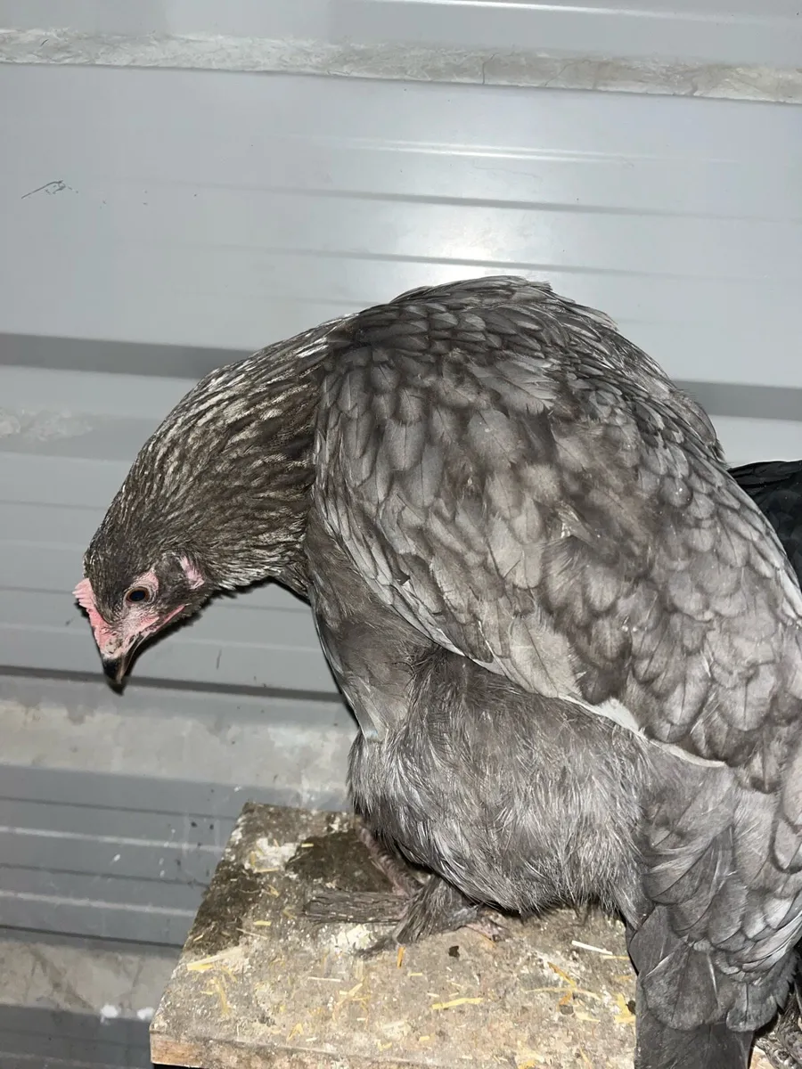 Rare Poultry - Image 2