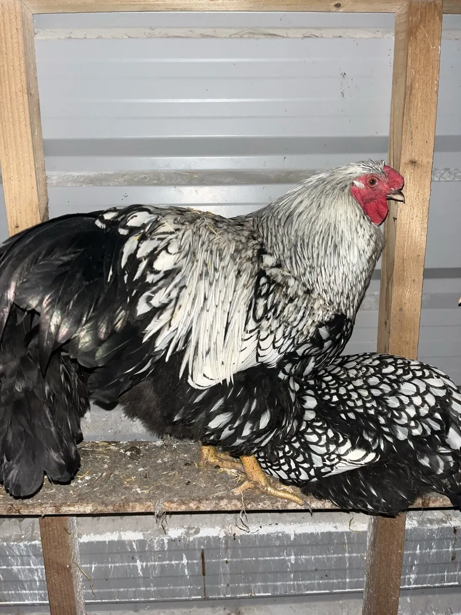 Rare Poultry - Image 3